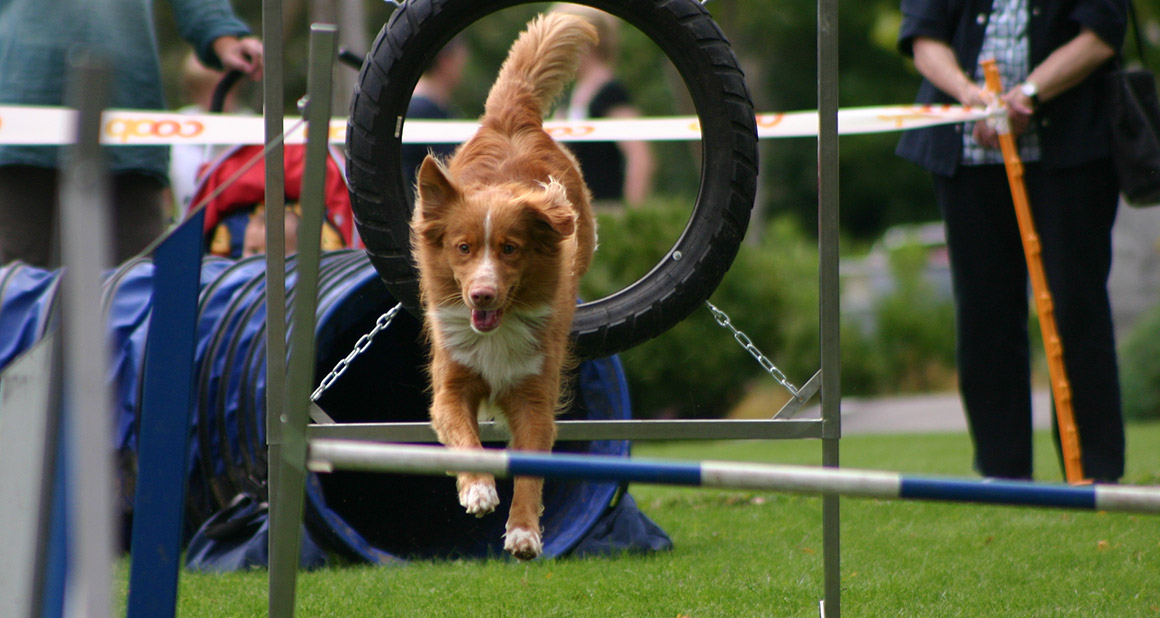 Test für Hunde und Besitzer Hundegesundheitstrainer Ausbildung